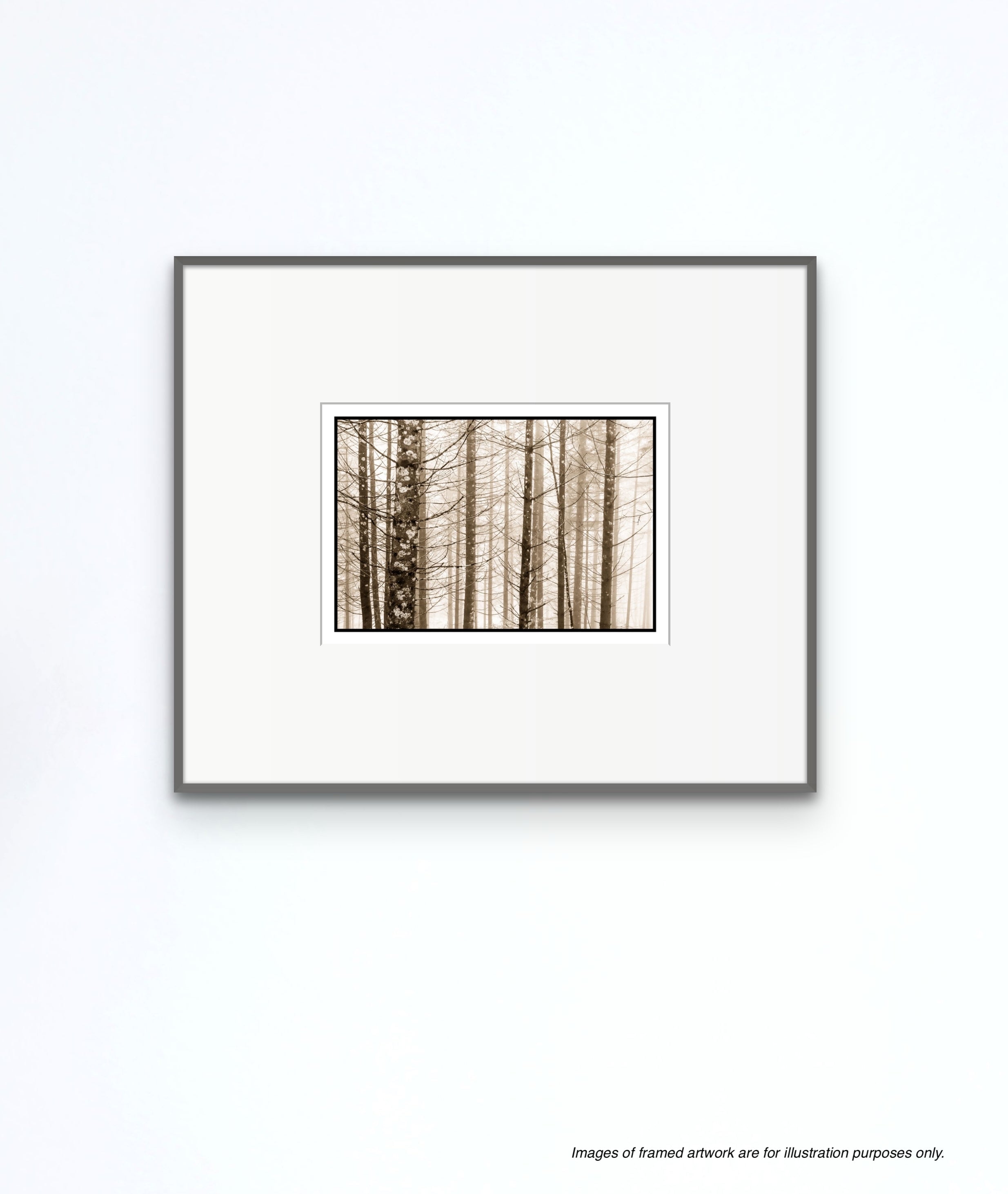 Trees in Fog, Schwangau, Germany, 2022 Shop_RepArtist Kerik Kouklis 