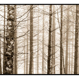 Trees in Fog, Schwangau, Germany, 2022 Shop Kerik Kouklis 