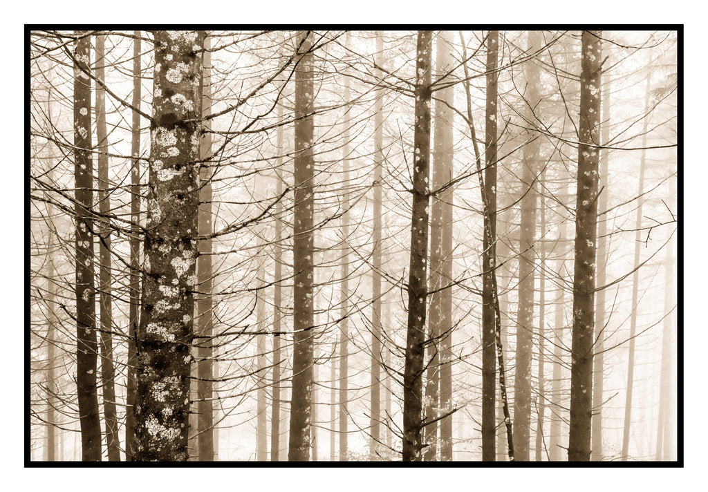 Trees in Fog, Schwangau, Germany, 2022
