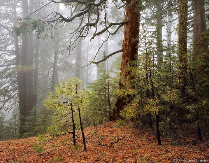 Trees in Fog, Wawona Road.