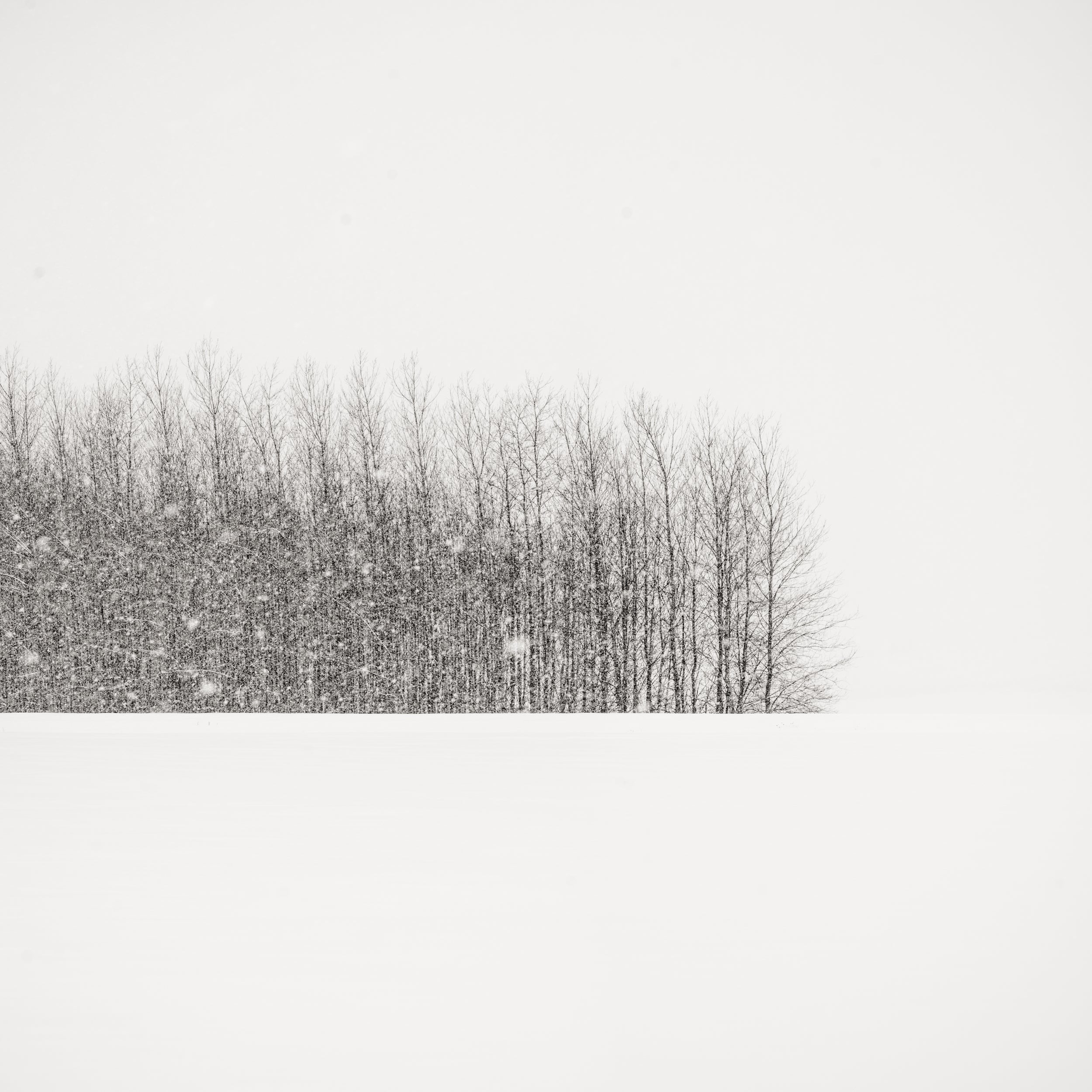 Trees in Winter Field - Black & White Print By Jeffrey Conley