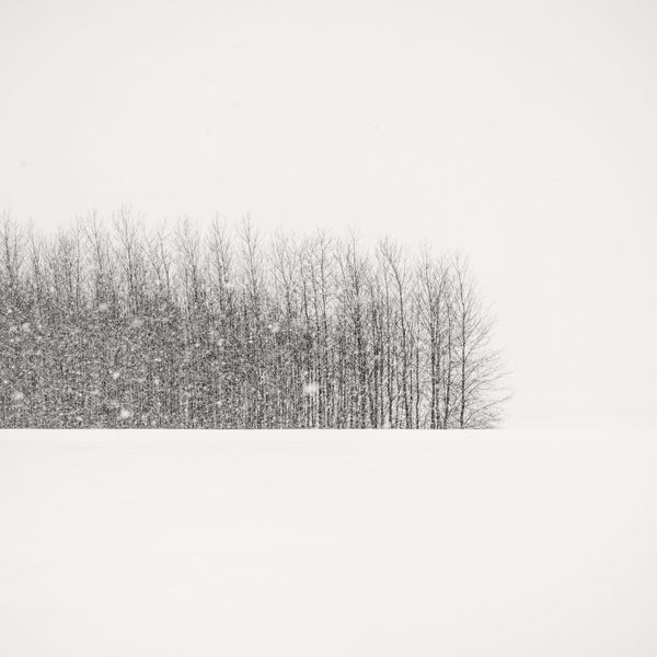 Trees in Winter Field - Black & White Print By Jeffrey Conley