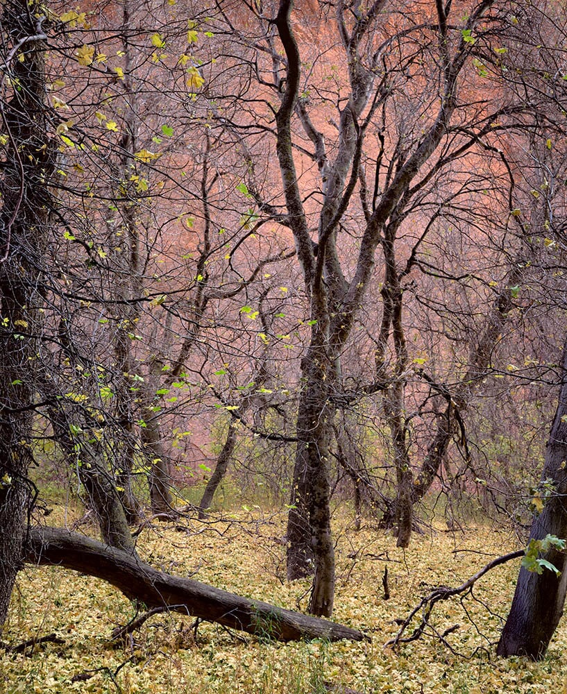 Trees, Kolob Canyon, Zion, 1991