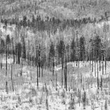 Trees on Hillside, Winter, Yosemite Valley 2012.