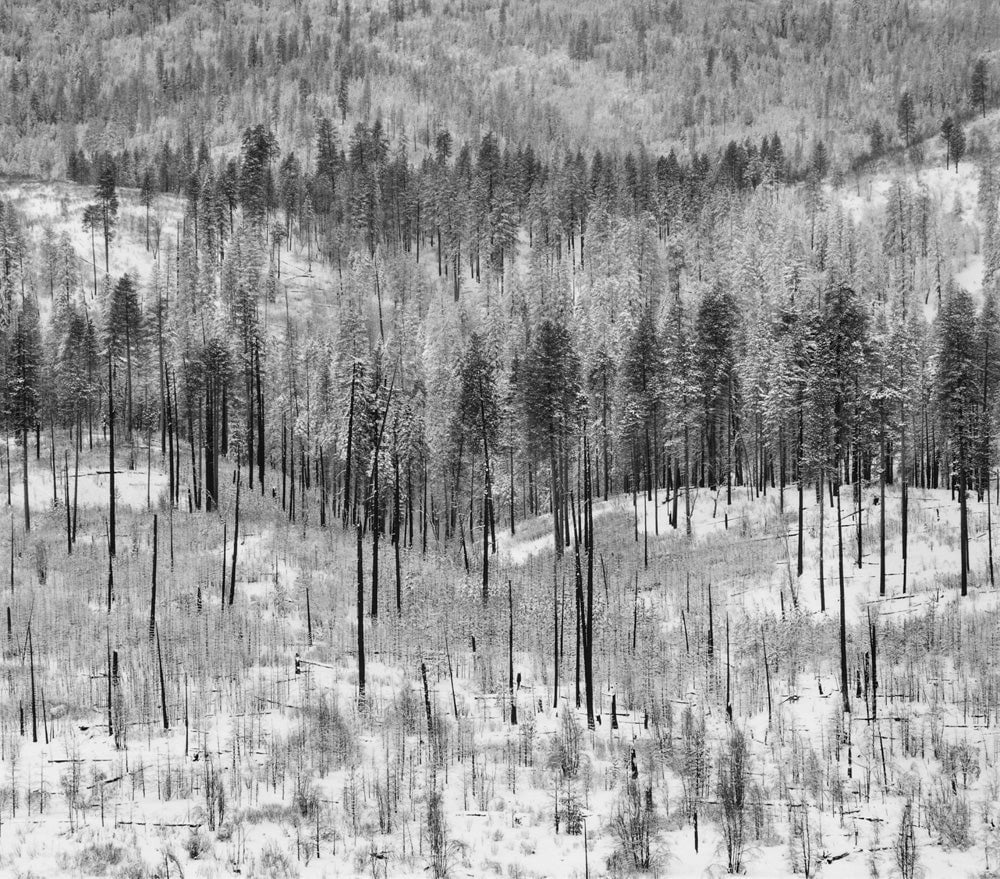 Trees on Hillside, Winter, Yosemite Valley 2012.