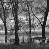 Trees, Valley Fog, Dusk, Yosemite Valley, CA.