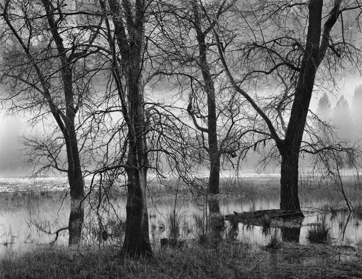 Trees, Valley Fog, Dusk, Yosemite Valley, CA