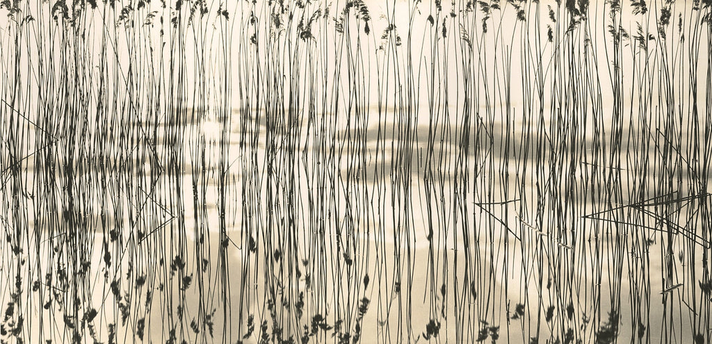 Tule Curtain