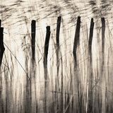 Tules in the Wind Shop Roman Loranc 
