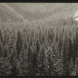Upper Yosemite Valley, 2005.