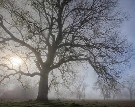 Valley Oak in Fog, Ahwahnee, California.