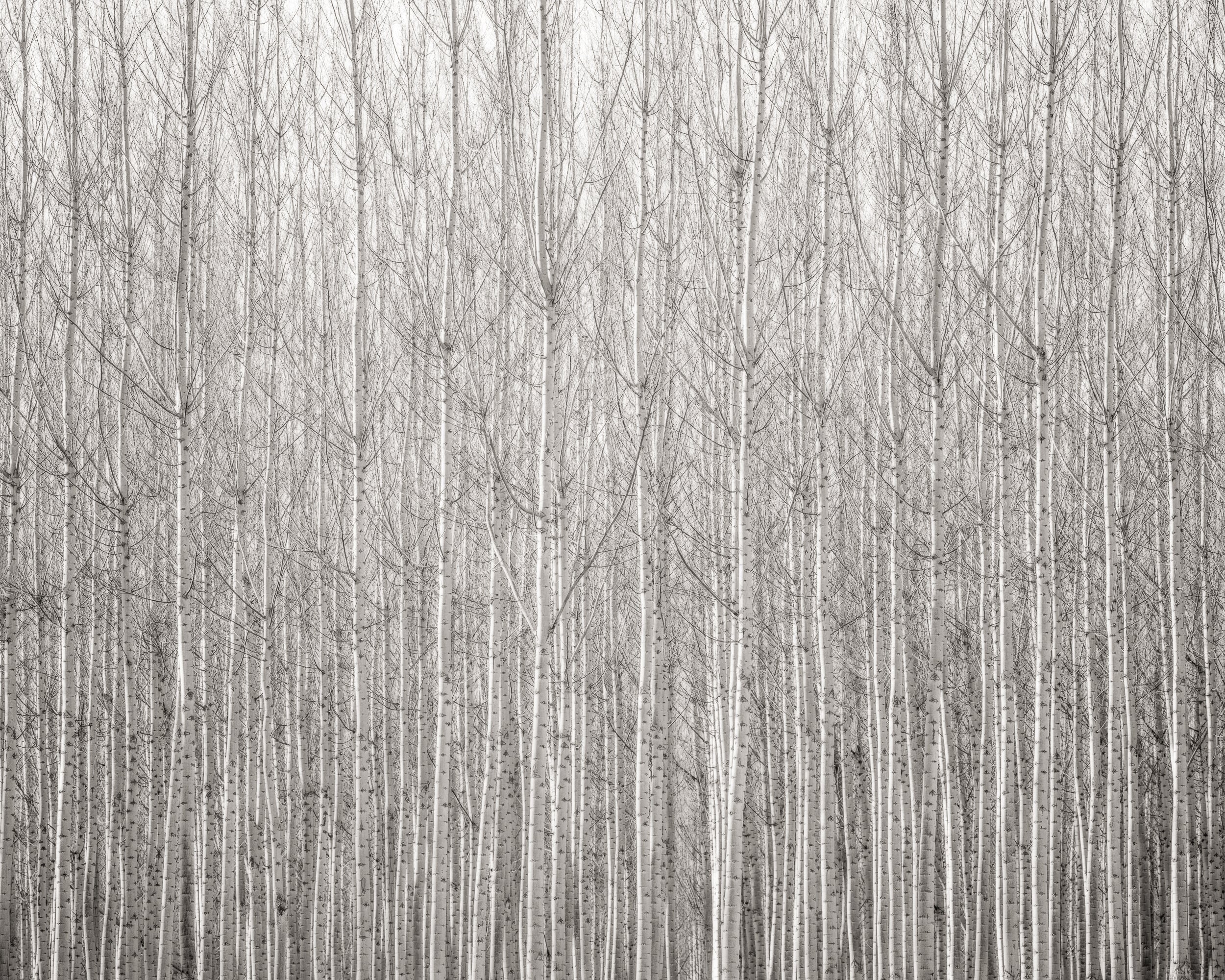 Wall of Poplars Shop Jeffrey Conley 20"x25" 