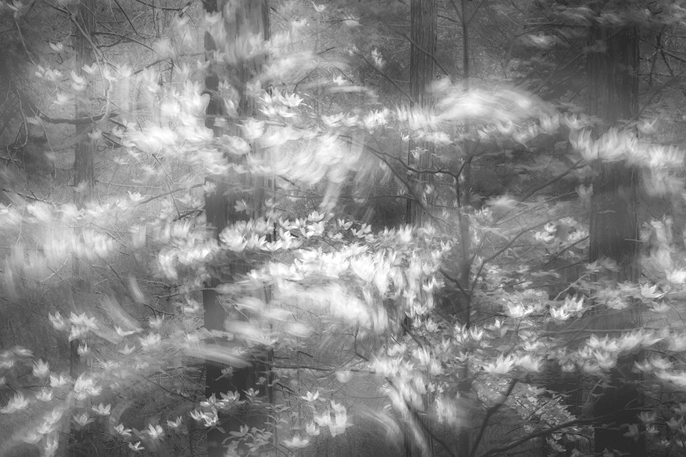 When the Forest Stirs, Yosemite Shop charlotte gibb 