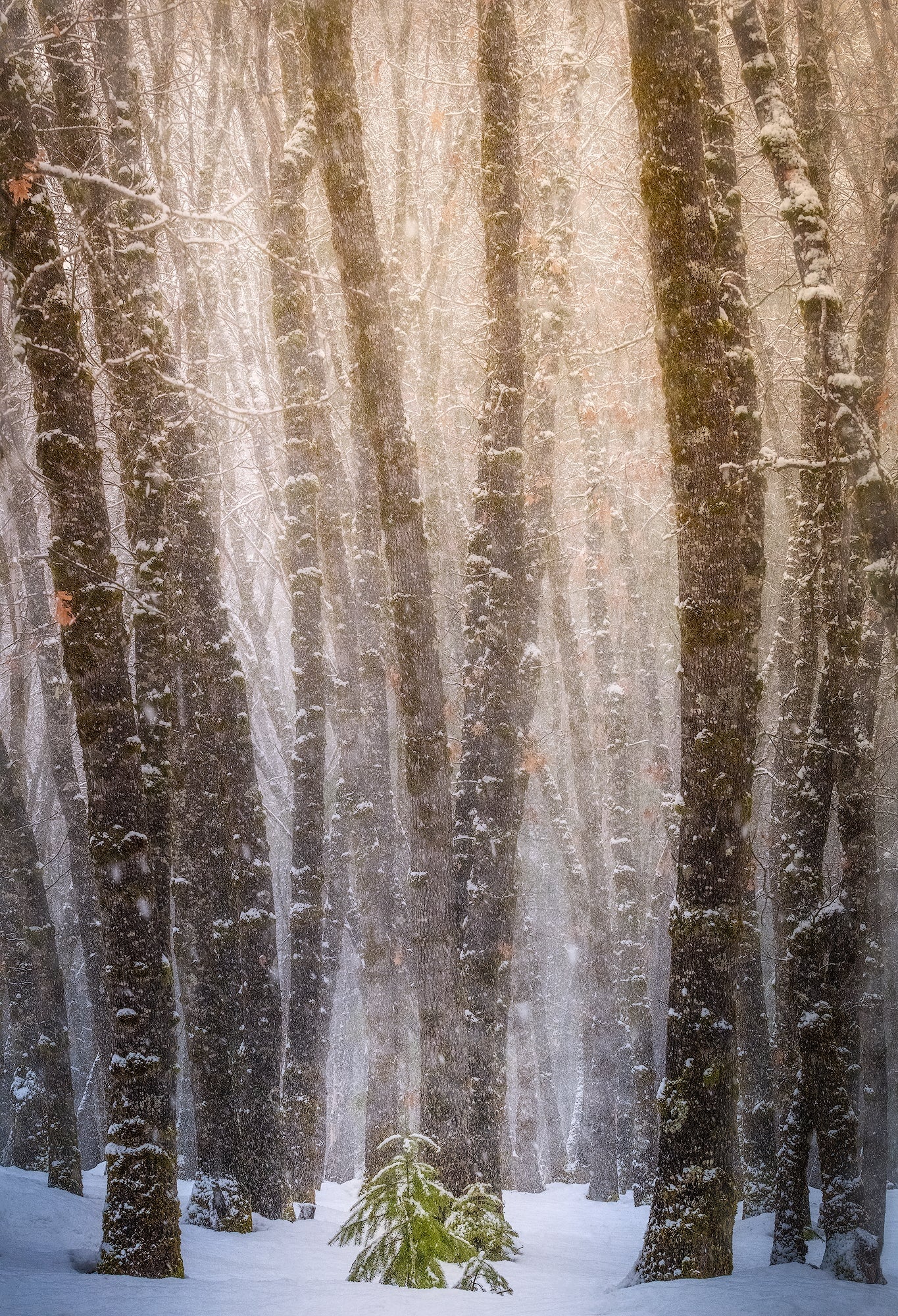Winter's Fury Shop charlotte gibb 