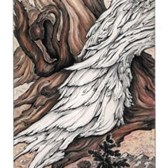 Wood Textures, Bristlecone Pines.