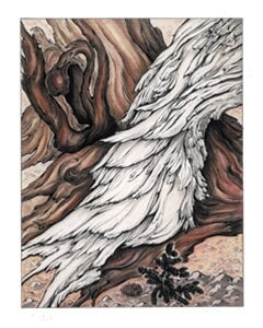 Wood Textures, Bristlecone Pines