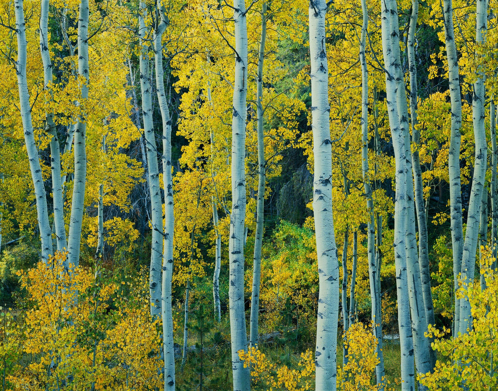 Yellow Aspen, Lee Vining Canyon, Inyo National Forest, California 1983