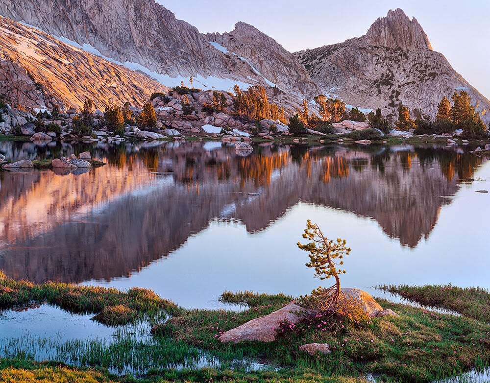 Young Pine, Upper Young Lake, Yosemite